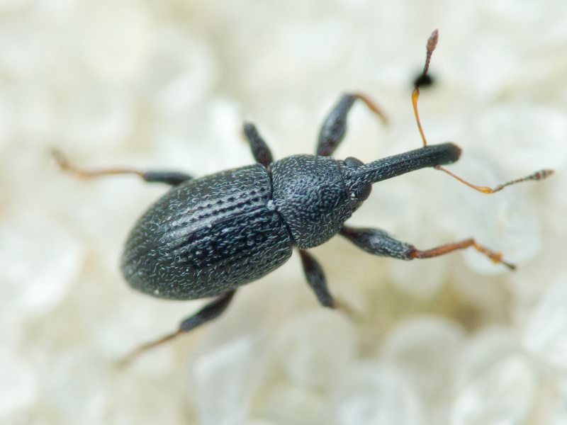 Anthonomus (Anthonomidius) rubripes Gyilenhal., 1835